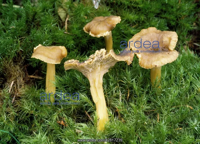 : Fungi - edible : Fungi - edible