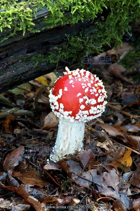 : Fungi - Emerging Fly Agaric : Fungi - Emerging Fly Agaric