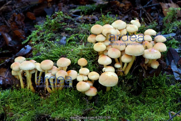 : Fungi - Emerging Sulphur Tufts : Fungi - Emerging Sulphur Tufts
