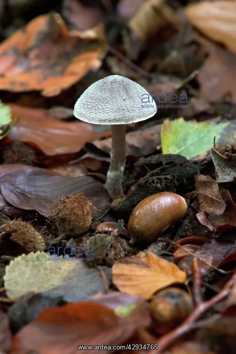 : FUNGI - Entoloma strigosissimum with beech masts, October : FUNGI - Entoloma strigosissimum with beech masts, October