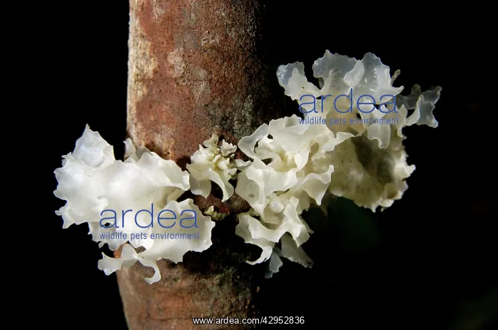 : Fungi on a fallen tree branch (unidentified), on : Fungi on a fallen tree branch (unidentified), on