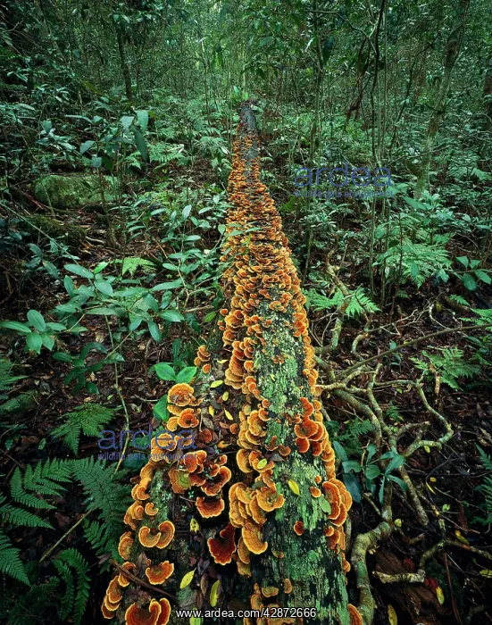 : Fungi on fallen tree trunk - fungi feed off decaying : Fungi on fallen tree trunk - fungi feed off decaying