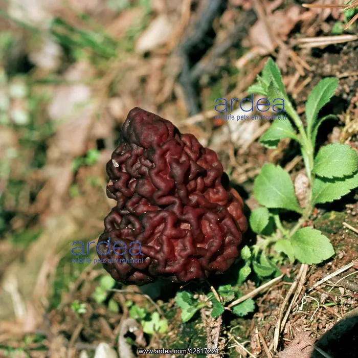 : FUNGI - False Morel : FUNGI - False Morel