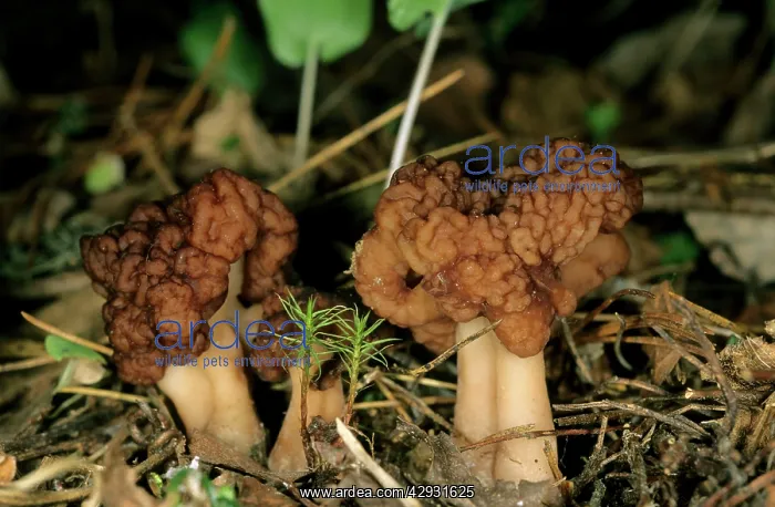 : FUNGI False Morel - on taiga-forest floor near : FUNGI False Morel - on taiga-forest floor near