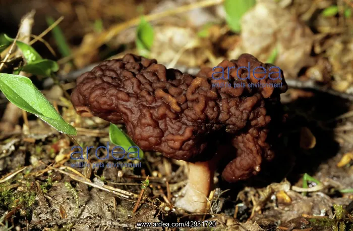 : FUNGI False Morel - on taiga-forest floor near : FUNGI False Morel - on taiga-forest floor near