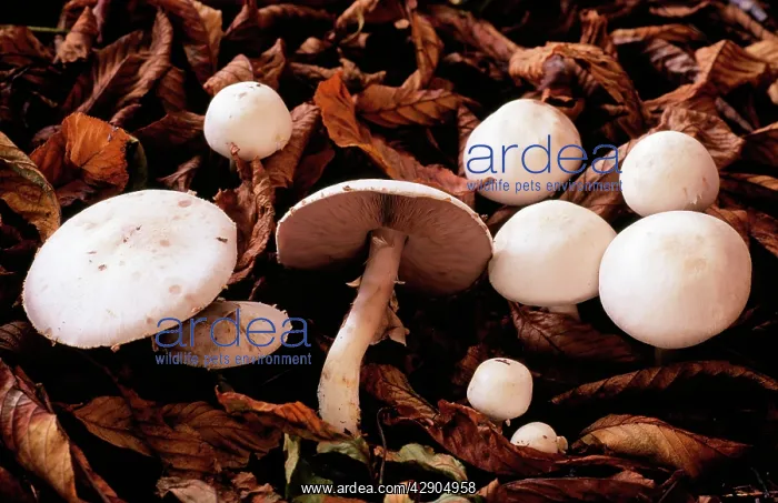 : FUNGI - Field MUSHROOM, edible fungus, delicious : FUNGI - Field MUSHROOM, edible fungus, delicious