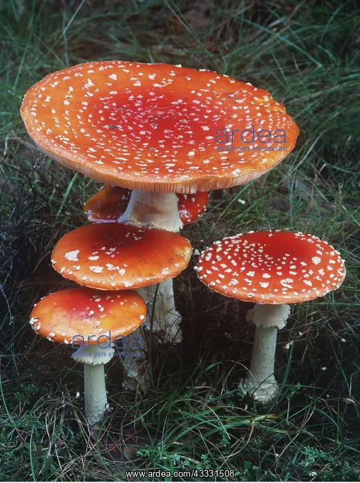 : FUNGI - Fly Agaric : FUNGI - Fly Agaric