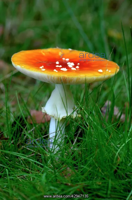 : Fungi - Fly Agaric - found with birch trees : Fungi - Fly Agaric - found with birch trees