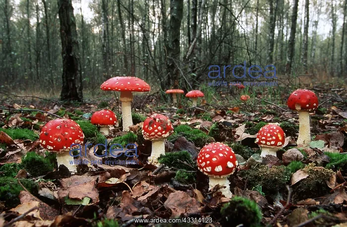 : FUNGI - Fly Agaric growing in leaf litter : FUNGI - Fly Agaric growing in leaf litter