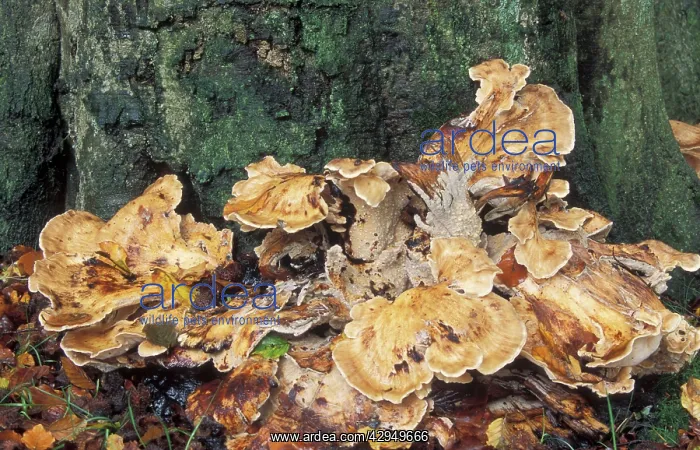 : Fungi at foot of tree : Fungi at foot of tree