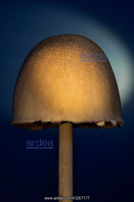  : Fungi fruiting body