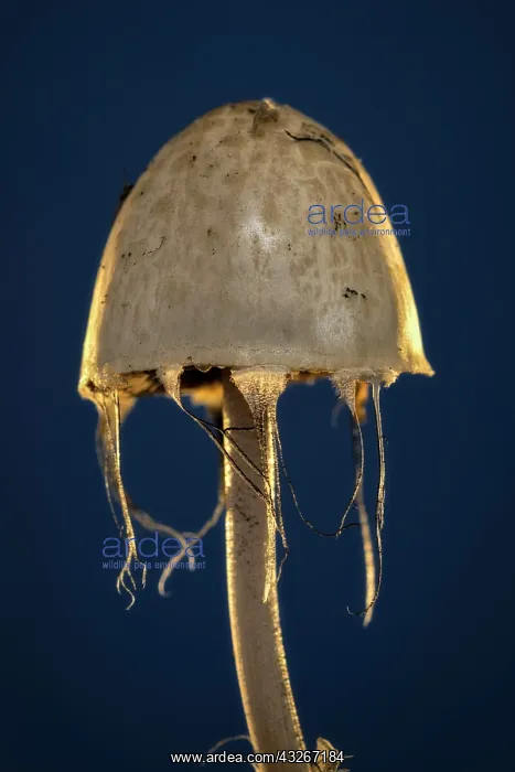  : Fungi fruiting body