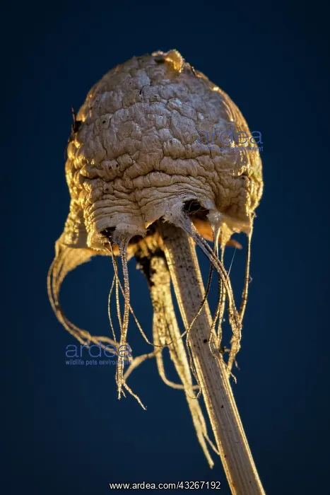  : Fungi fruiting body