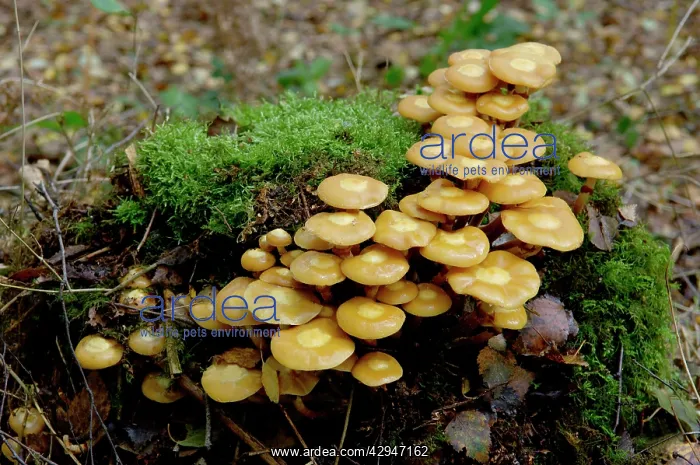 : Fungi - Galerina mutabilis - found - in dense clusters : Fungi - Galerina mutabilis - found - in dense clusters