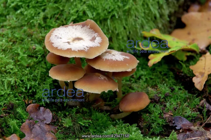 : Fungi - Galerina mutabilis - found - in dense clusters : Fungi - Galerina mutabilis - found - in dense clusters