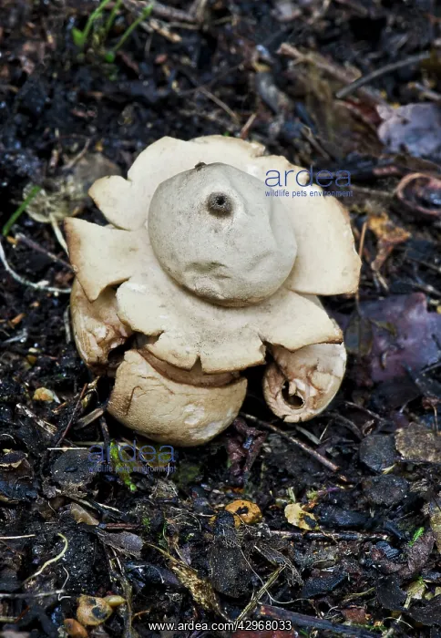 : Fungi - Geastrum sessile : Fungi - Geastrum sessile