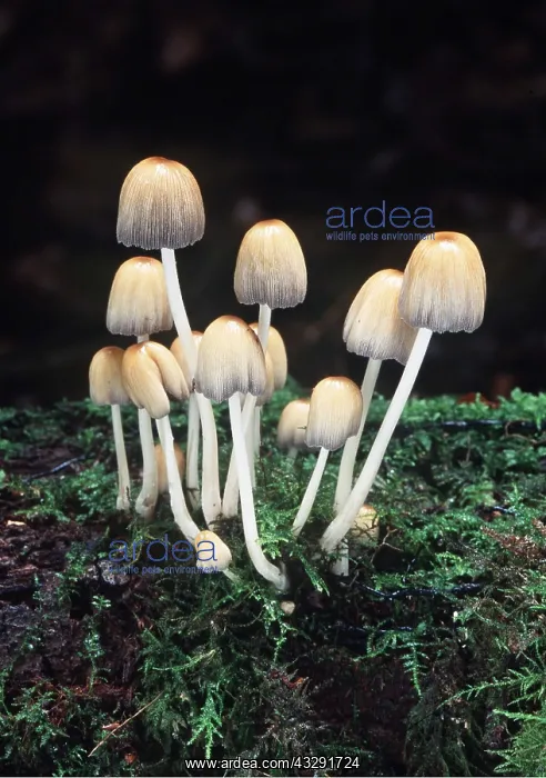 : FUNGI - GLISTENING INK CAP : FUNGI - GLISTENING INK CAP