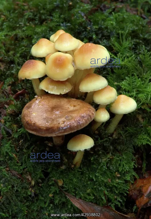: FUNGI - Group of Sulphur Tuft, with Milk Cap (Lactarius : FUNGI - Group of Sulphur Tuft, with Milk Cap (Lactarius