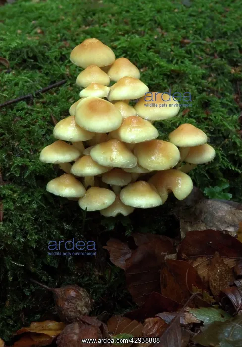 : FUNGI - Group of Sulphur Tuft on mossy stump, October : FUNGI - Group of Sulphur Tuft on mossy stump, October