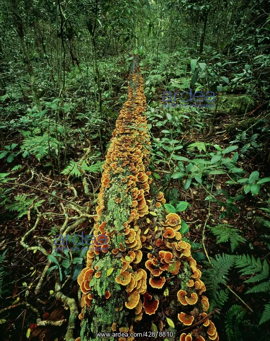 : Fungi - growing on fallen tree trunk feeding off : Fungi - growing on fallen tree trunk feeding off