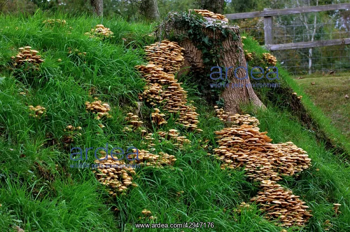 : Fungi - Honey or Boot-lace Fungus - found in dense : Fungi - Honey or Boot-lace Fungus - found in dense