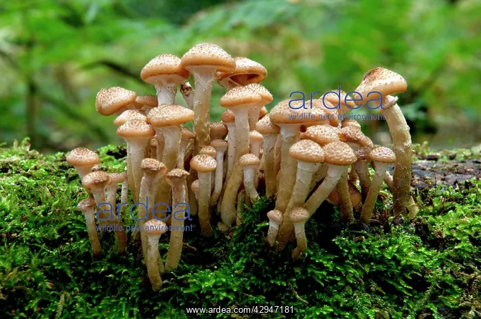 : Fungi - Honey or Boot-lace Fungus - found - dense : Fungi - Honey or Boot-lace Fungus - found - dense