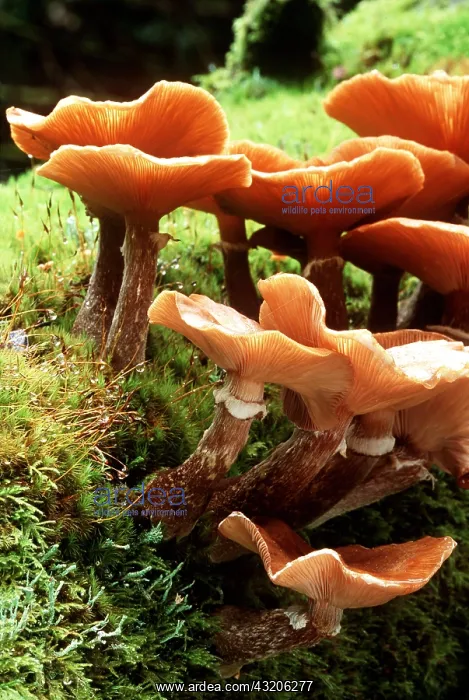 : FUNGI - Honey / Boot Lace - growing on dead wood : FUNGI - Honey / Boot Lace - growing on dead wood