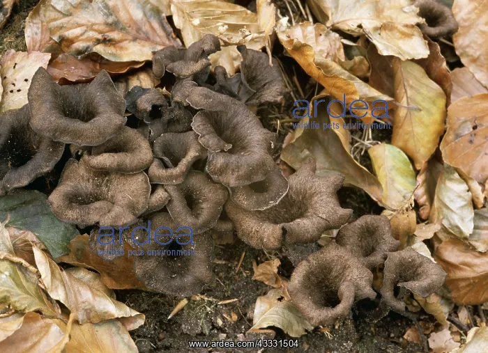 : FUNGI - Horn of plenty among leaf litter : FUNGI - Horn of plenty among leaf litter