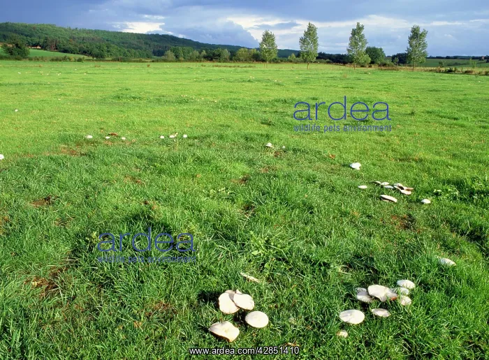 : FUNGI - Horse Mushrooms, growing in rings : FUNGI - Horse Mushrooms, growing in rings