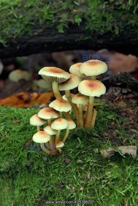 : FUNGI - Hygrophorus leucophaeus. October : FUNGI - Hygrophorus leucophaeus. October
