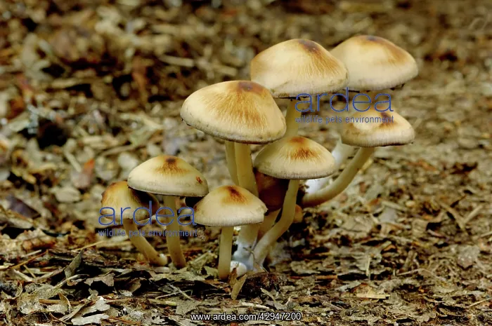 : Fungi (Inocybe umbrina). In woodland : Fungi (Inocybe umbrina). In woodland