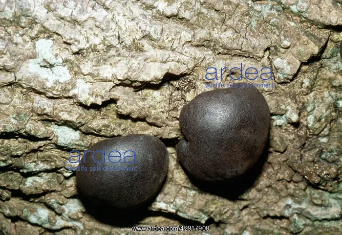 : FUNGI - 'King AlfredIs CakesI : FUNGI - 'King AlfredIs CakesI