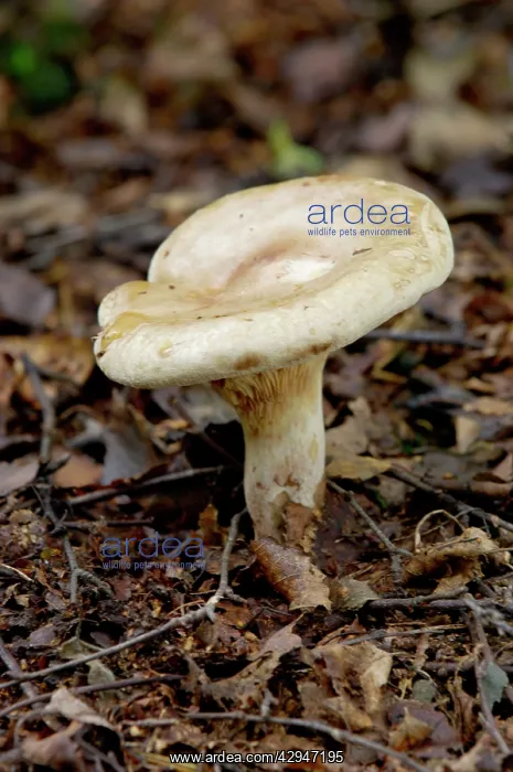 : Fungi - Lactarius controversus - found - near poplar : Fungi - Lactarius controversus - found - near poplar
