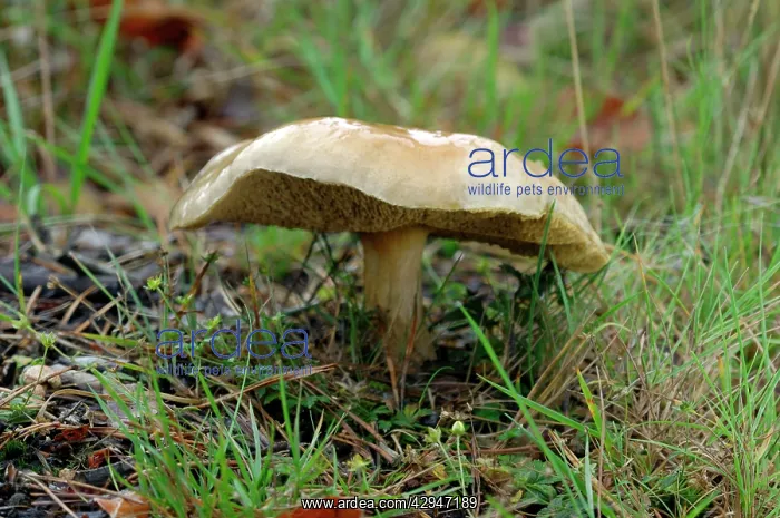: Fungi - Larch Bolete - found with larch : Fungi - Larch Bolete - found with larch