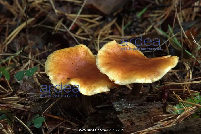 : FUNGI - Lepista inversa at base of conifer, October : FUNGI - Lepista inversa at base of conifer, October