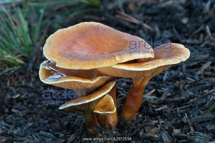 : Fungi (Lepista inversa). Bedgebury Pinetum, East Sussex, UK. November : Fungi (Lepista inversa). Bedgebury Pinetum, East Sussex, UK. November