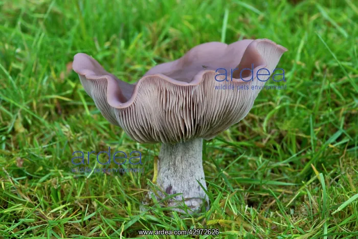 : Fungi (Lepista nuda). on farmland pasture, Kent, UK. November : Fungi (Lepista nuda). on farmland pasture, Kent, UK. November