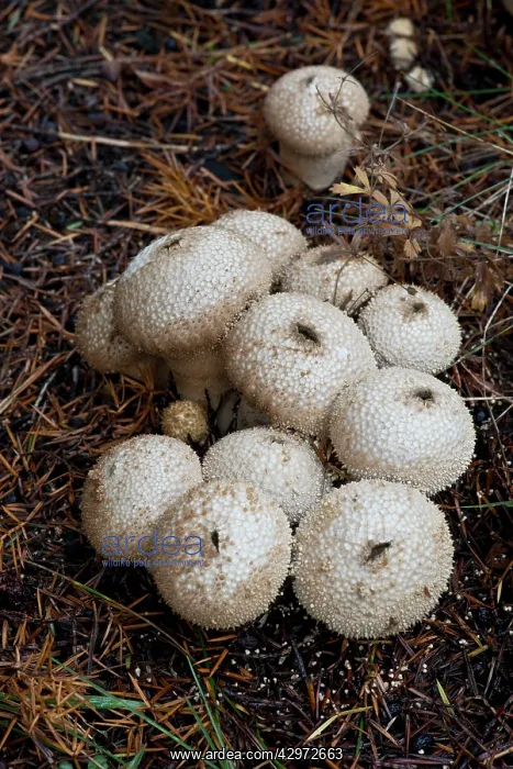 : Fungi (Lycoperdon perlatum). Bedgebury Pinetum, East Sussex, UK. November : Fungi (Lycoperdon perlatum). Bedgebury Pinetum, East Sussex, UK. November