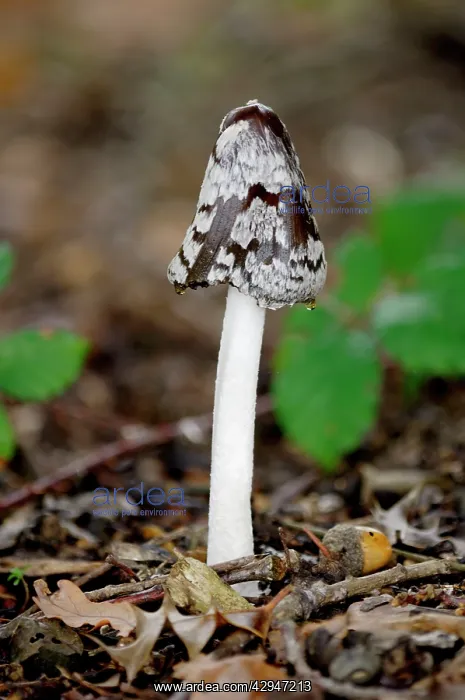 : Fungi - Magpie Fungus - found on alkaline soil : Fungi - Magpie Fungus - found on alkaline soil