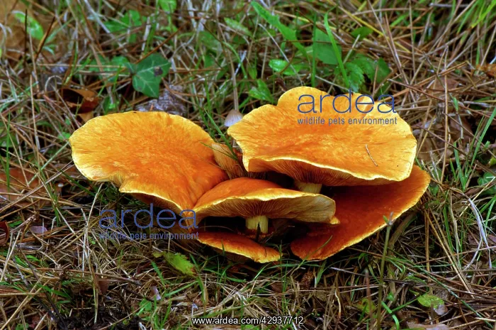 : Fungi - A medium sized fleshy agaric : Fungi - A medium sized fleshy agaric