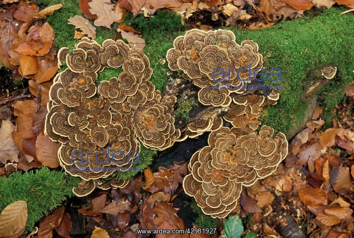 : Fungi / Mushroom - On a dead branch : Fungi / Mushroom - On a dead branch