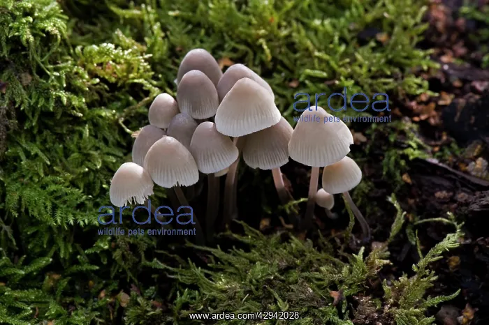 : Fungi - Mycena alcalina : Fungi - Mycena alcalina