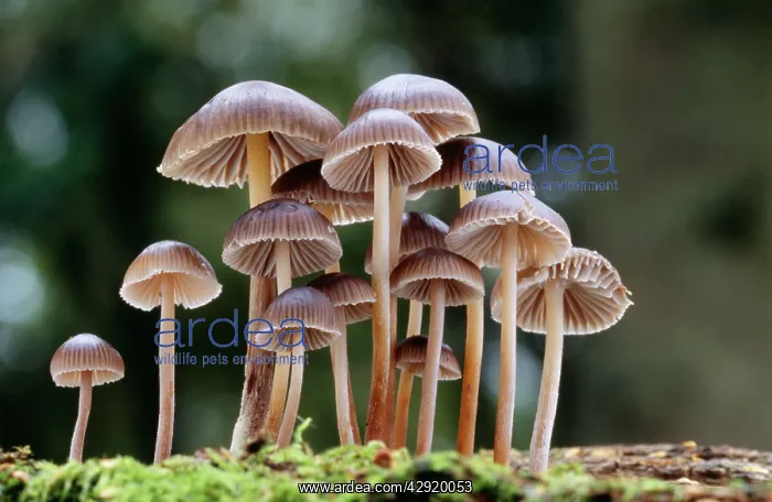 : FUNGI - Mycena group : FUNGI - Mycena group