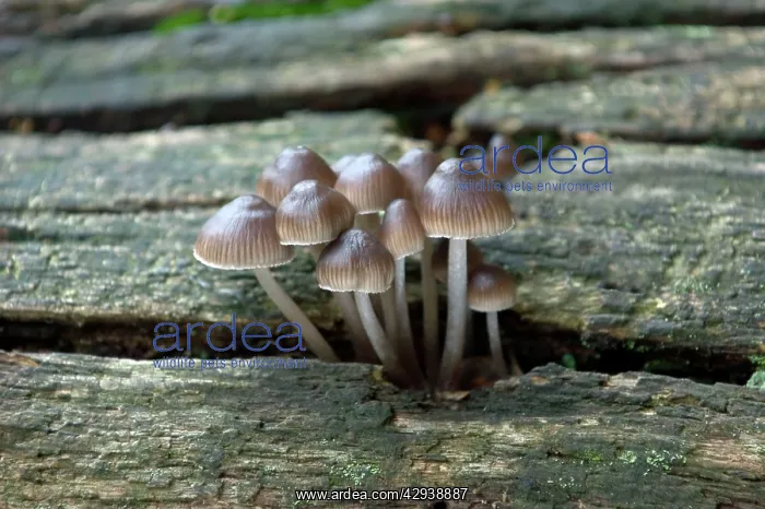 : FUNGI - Mycena inclinata on oak trunk. October : FUNGI - Mycena inclinata on oak trunk. October