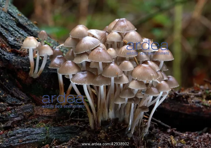 : FUNGI - Mycena inclinata on rotting conifer stump. October : FUNGI - Mycena inclinata on rotting conifer stump. October
