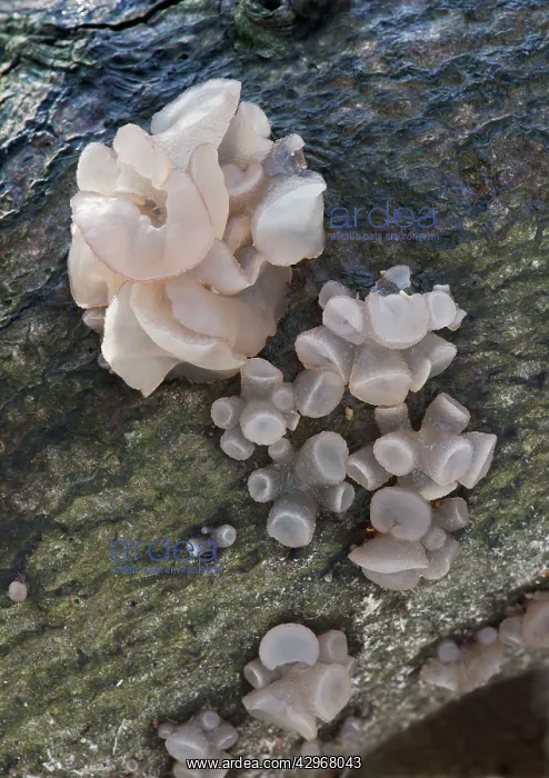  : Fungi - Neobulgaria pura - on Beech trunk