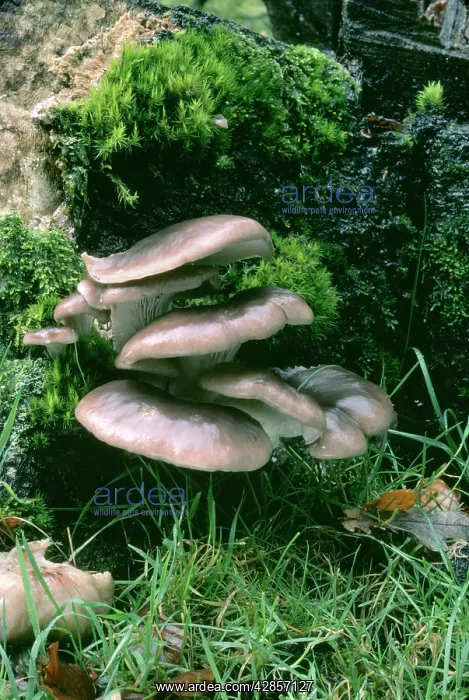 : FUNGI - Oyster Mushroom on tree stump : FUNGI - Oyster Mushroom on tree stump