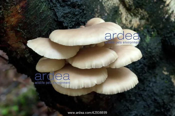 : FUNGI - Oyster Mushroom on trunk of silver birch : FUNGI - Oyster Mushroom on trunk of silver birch
