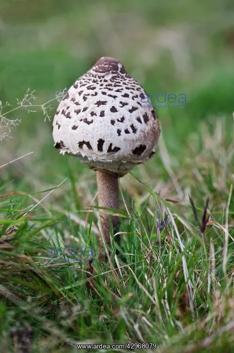 : Fungi - Parasol Mushroom : Fungi - Parasol Mushroom