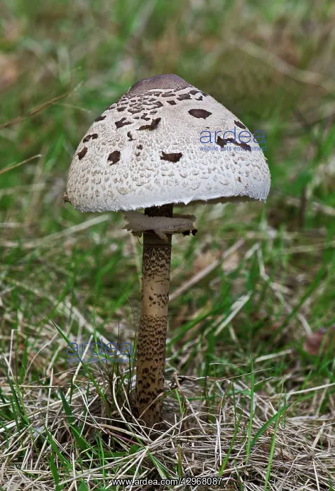 : Fungi - Parasol Mushroom : Fungi - Parasol Mushroom